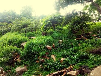 View of plants growing on land