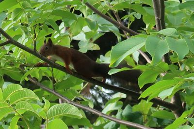 Low angle view of bird on tree