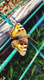 High angle view of butterfly on leaf