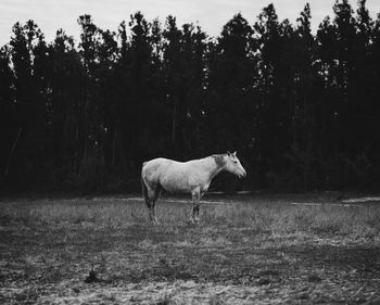 Horse standing in a field