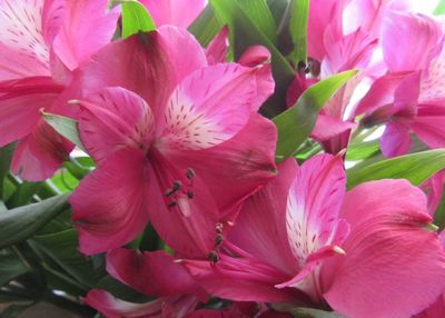 Close-up of pink flowers blooming outdoors