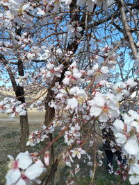 Close-up of cherry blossoms against sky