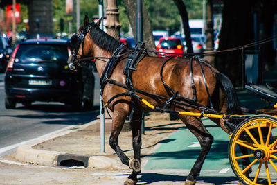 Horse cart on street