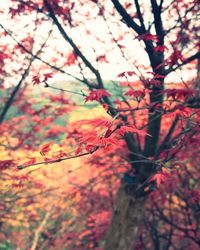 Low angle view of trees in forest during autumn