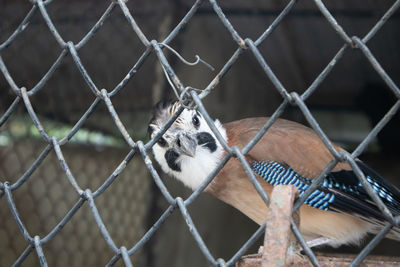 Chainlink fence in a zoo