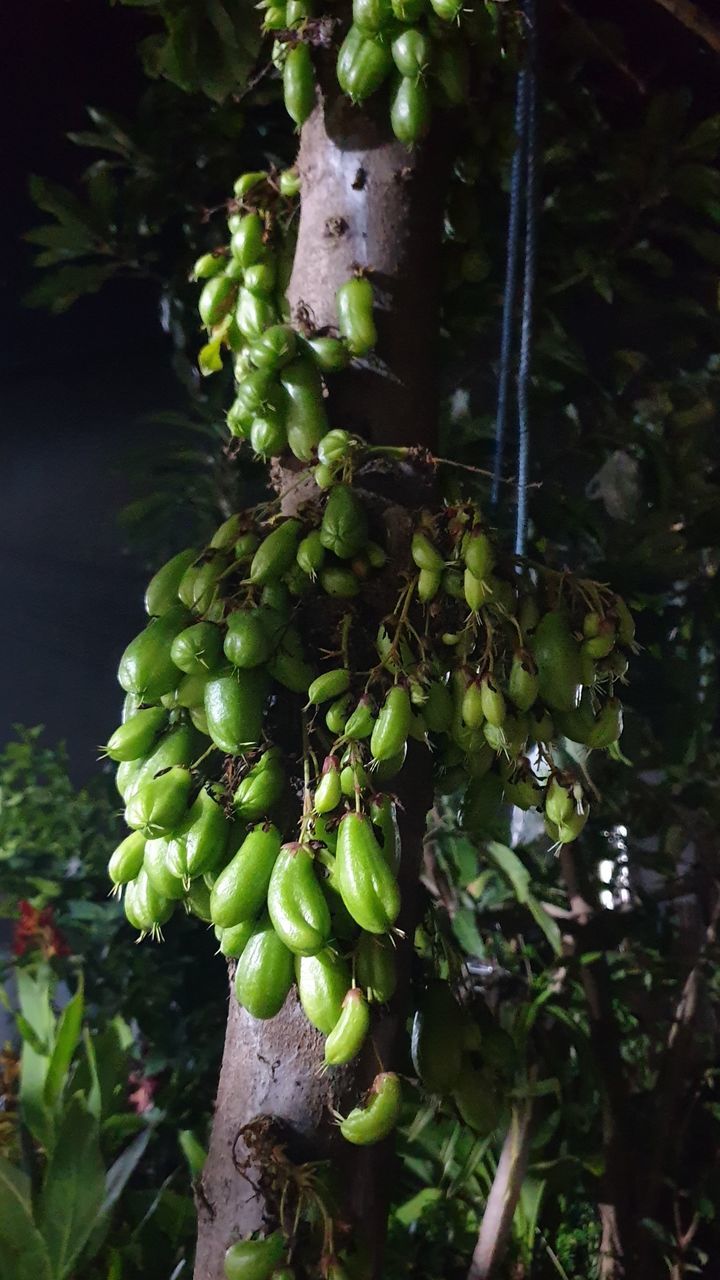 CLOSE-UP OF FRUIT GROWING ON TREE