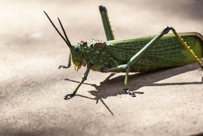 Close-up of insect on leaf