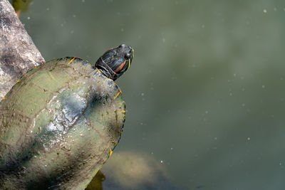 High angle view of a turtle in water