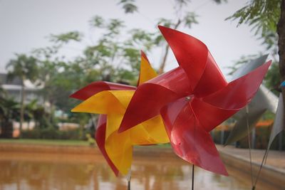 Close up of red leaves