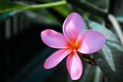 Close-up of pink frangipani flowers