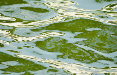 Reflection of trees in water