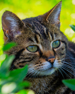 Close-up portrait of a cat