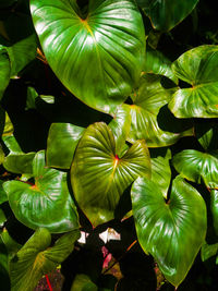 High angle view of flowering plant