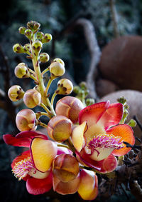 Close-up of berries on plant