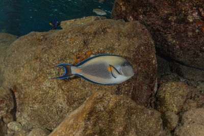 View of fish swimming in sea