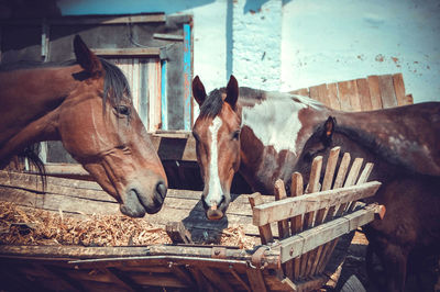 Horses standing in ranch