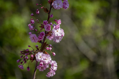 Close-up of purple flowering plant