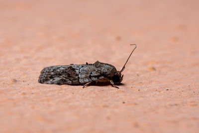 Close-up of insect on sand