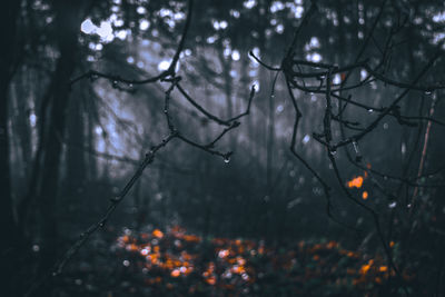 Close-up of wet bare trees in forest