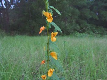 Close-up of flowers blooming on field