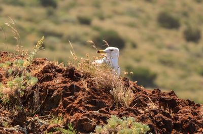 Bird perching on rock