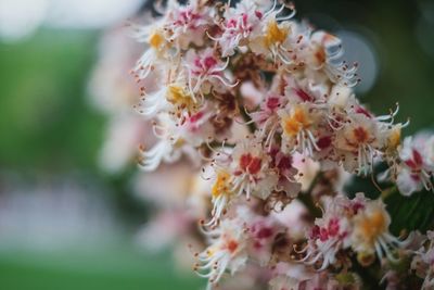 Close-up of insect on pink flowers