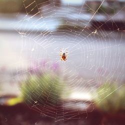 Close-up of spider and web