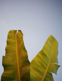 Low angle view of banana leaves against sky
