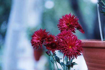 Close-up of red flowers blooming outdoors