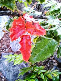 Leaves on plant