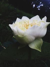 Close-up of rose blooming outdoors