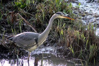 High angle view of gray heron perching on a lake
