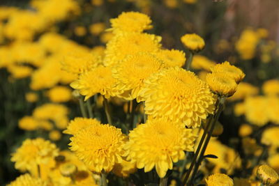 Close-up of yellow flowering plant