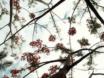 Low angle view of tree against sky