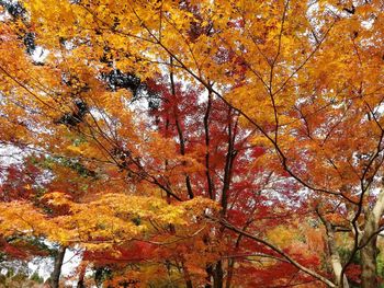 Low angle view of maple tree