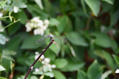 Close-up of insect on plant