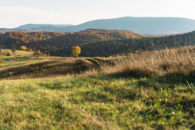 Scenic view of field against sky