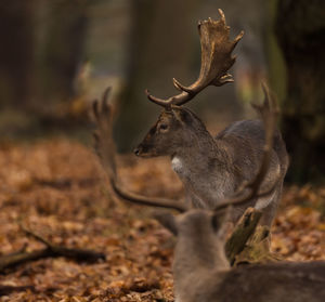 Deer in forest