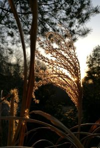 Close-up of tree against sky during sunset