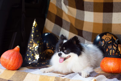 Cute funny pet dog sitting car trunk decorated for halloween. autumn holidays. pomeranian toy spitz