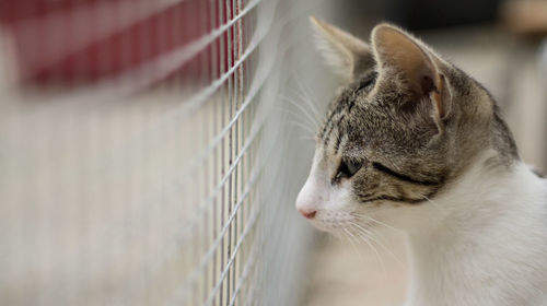 Close-up of cat for sale in shelter