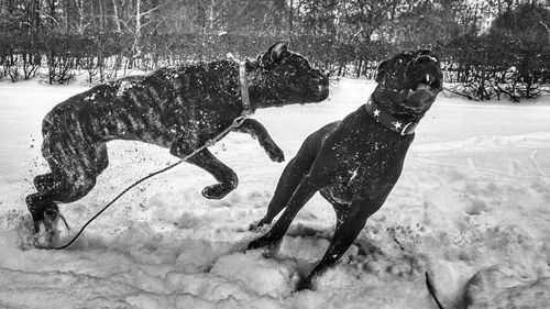 Bare trees on snow covered field