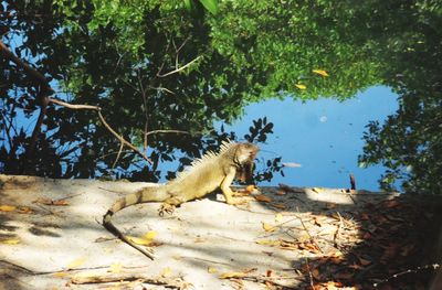 Lizard on a tree