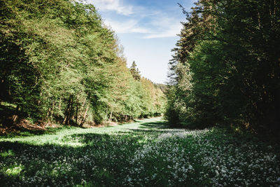 Trees growing in forest against sky