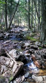 Stream flowing in forest