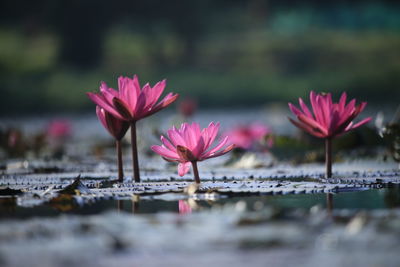 Close-up of pink lotus water lily in lake