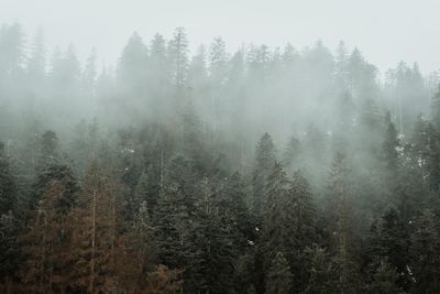 Trees in forest during foggy weather