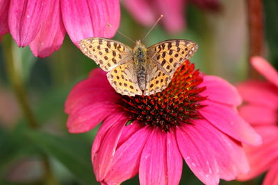 Close-up of butterfly pollinating on pink flower