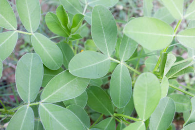 Close-up of green leaves