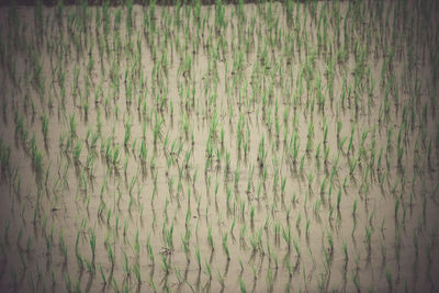 Full frame shot of water on land